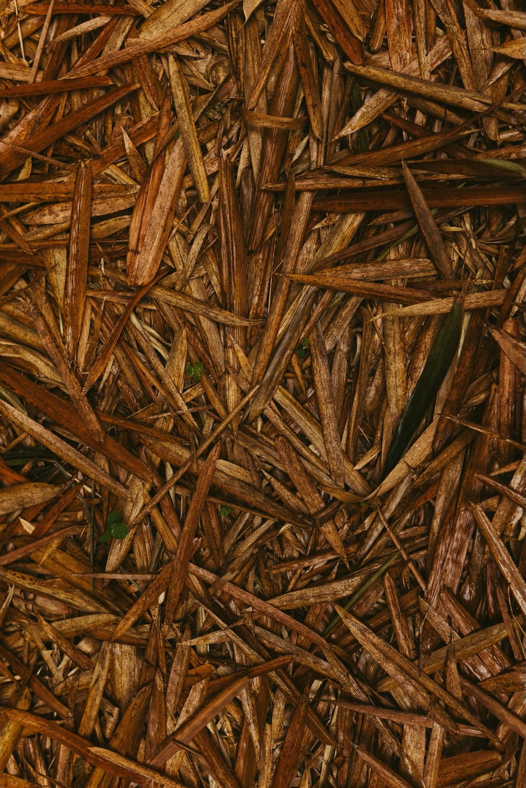 Biomass pellet production facility with conveyor systems