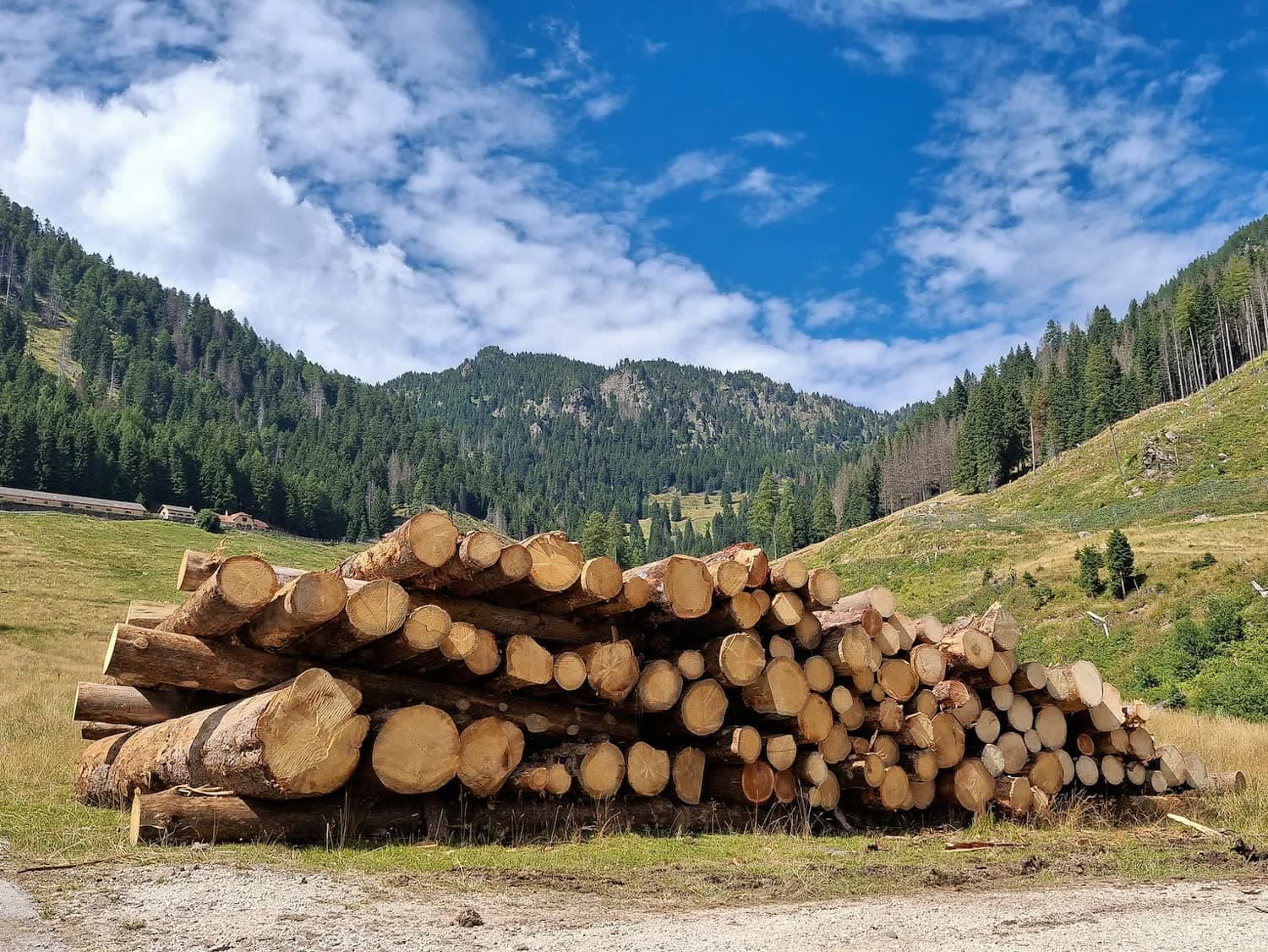 Sawmills and planer mills